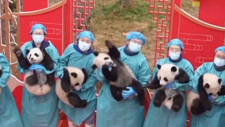 视频丨别划走，大熊猫宝宝们给你拜年啦