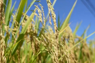 1.45万亿斤左右！粮食产能新目标