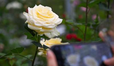 “文秀”月季正式命名，黄文秀家属赴云南迎芳归