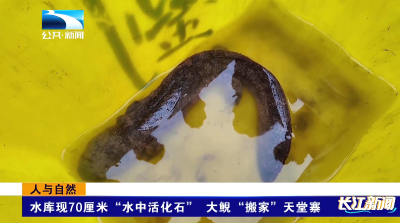 人与自然｜水库现70厘米“水中活化石” 大鲵“搬家”天堂寨