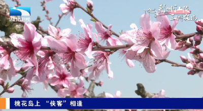 春日花游记 | 桃花岛上 “侠客”相逢