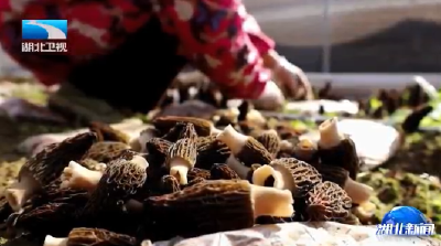 全国羊肚菌产业大会在襄阳举行 6个重点项目签约