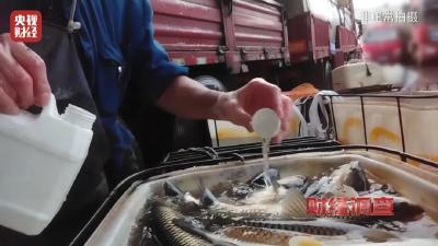 “活鱼被人为麻醉”，记者曝光→