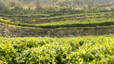 “圣水”吐翠 “红”韵飘香——邮储银行竹山县支行金融助力春茶生产 