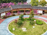 图集 | 湖北荆州：紫荆绚烂 春意盎然