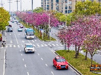 图集 | 湖北荆州：紫荆绚烂 春意盎然