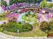 图集 | 湖北荆州：紫荆绚烂 春意盎然