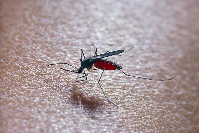 “今年蚊子史诗级加强”？疾控部门提醒