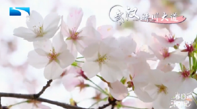 春日花游记 | 樱约晴川 行吟江上