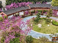 图集 | 湖北荆州：紫荆绚烂 春意盎然