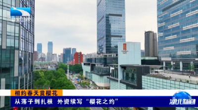 相约春天赏樱花 | 从落子到扎根 外资续写“樱花之约”