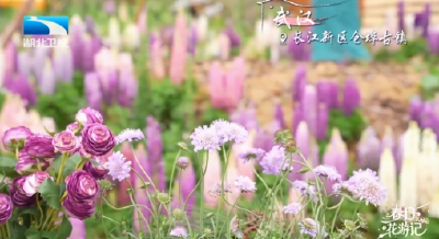 春日花游记 | 花境寻趣 微度假闲