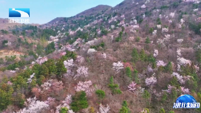 春日花游记 | 徒步赏樱 春色满程