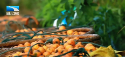 楚商回乡 共建支点 | 雁归来，兴县域！