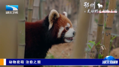 春日花游记 | 动物卖萌 治愈之旅