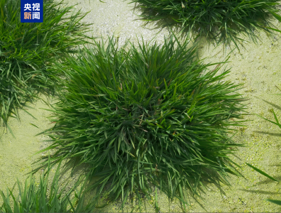 一种多收！我国科学家培育出多年生“长寿水稻”