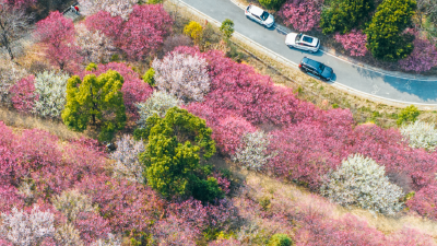 直冲20℃！湖北快速回温，8大花海将依次绽放
