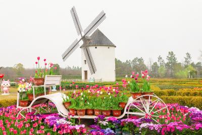 以花为媒，以文铸魂，孝感绘就农文旅融合新画卷