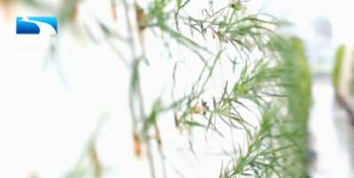 万象“耕”新 | 湖北：多点发力保春耕 多措护航粮食稳产