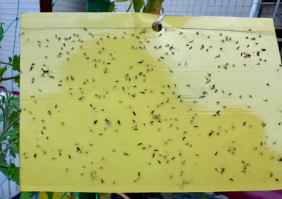 湖北人注意！最近少穿这种颜色的衣服出门