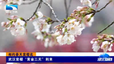 相约春天赏樱花 | 武汉赏樱“黄金三天”到来