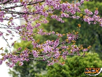 图集 | 湖北荆州：紫荆绚烂 春意盎然