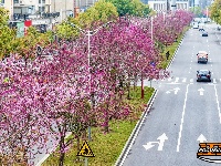 图集 | 湖北荆州：紫荆绚烂 春意盎然