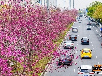 图集 | 湖北荆州：紫荆绚烂 春意盎然