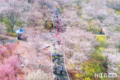 春游走起！武汉7条乡村赏花精品路线一次收藏