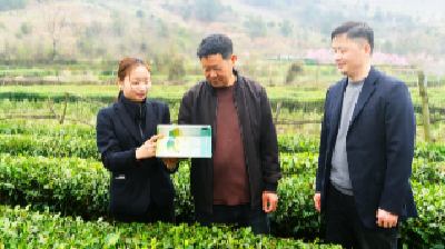 邮储银行孝感市分行金融“活水”精准滴灌茶产业
