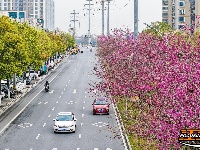 图集 | 湖北荆州：紫荆绚烂 春意盎然