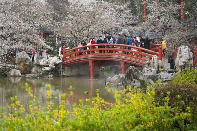 50多国嘉宾、100多家世界500强齐聚武汉 今年湖北“樱花之约”国际范历届最浓