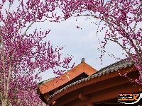 图集 | 湖北荆州：紫荆绚烂 春意盎然