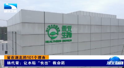 留在湖北的101个理由 | 杨代常：让水稻“长出”救命药