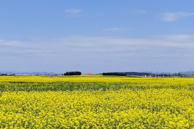 油菜花期打药如何兼顾保护蜜蜂？