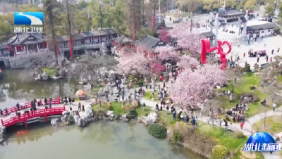 相约春天赏樱花 | 樱花经济，武汉“花期”可以有多长？