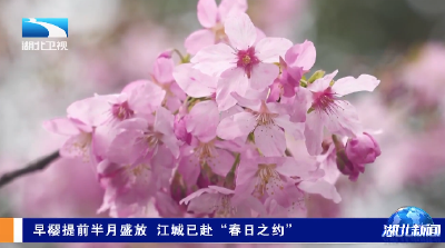 早樱提前半月盛放 江城已赴“春日之约”