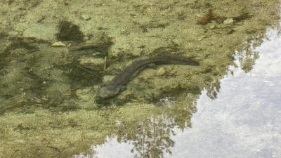 一条大鲵的归家路