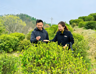 邮储银行大悟县支行：以金融之笔绘就茶乡画卷