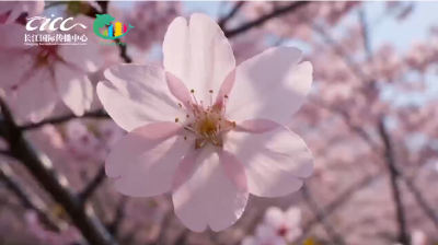 世界赏樱地图正在被改写：这座中国城市，成了老外心中“性价比之王”！