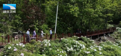 【湖北新闻】聚焦世界地球日 | 十年“植”守 长江珍稀疏花水柏枝重焕生机