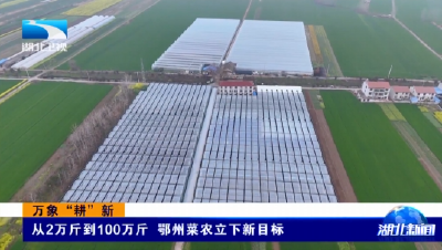 万象“耕”新 | 从2万斤到100万斤 鄂州菜农立下新目标