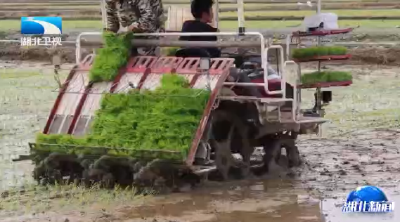 湖北近200万亩早稻开插 12万家“田保姆”护航春耕