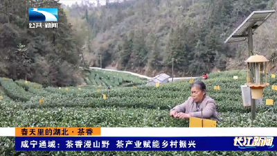 咸宁通城：茶香漫山野 茶产业赋能乡村振兴