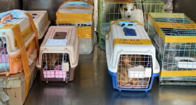 全国121座高铁站+228趟列车可以托运宠物了