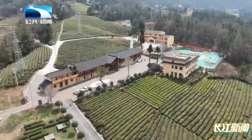 春天里的湖北·茶香四溢 | 恩施巴东金果坪乡：茶叶飘香茶农忙