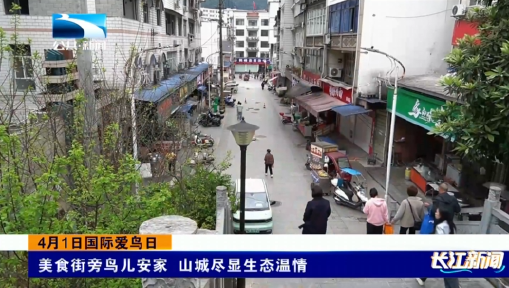 4月1日国际爱鸟日‌ | 美食街旁鸟儿安家 山城尽显生态温情