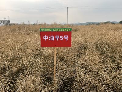 早熟又高产 中国特早熟油菜育种获重大突破