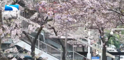 来湖北踏青 | 荆楚花开春正浓