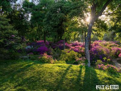 “花”式踏青来武汉 武汉植物园邀您共赴春日之约